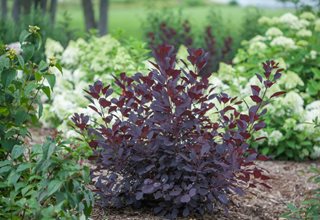 Winecraft Black Smoke Bush, Cotinus Coggygria, Purple Leaves
Proven Winners
Sycamore, IL