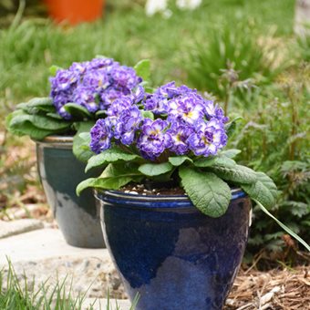 Blue Ripple Primrose, Primula
Proven Winners
Sycamore, IL