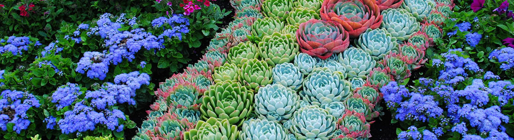 Succulent Garden Designs succulent garden designs succulent garden designs garden design garden design with creative Garden Design With Succulent Gardens Garden Design With Winter Plants And Flowers From Gardendesigncom Succulent Garden Designs succulent garden designs picture on brilliant home design style about wow home garden plan Garden Design With Succulent Gardens Garden Design With Winter Plants And Flowers From Gardendesigncom