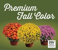 Mums Billboard
Proven Winners
Sycamore, IL