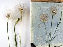 Garden Design
Calimesa, CA