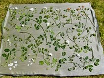 Garden Design
Calimesa, CA