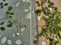 Garden Design
Calimesa, CA