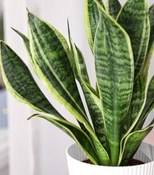 Sansevieria Trifasciata 'laurentii', Houseplant, Green Leaves
Shutterstock.com
New York, NY