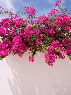 Flowering Bougainvillea, White Wall
Shutterstock.com
New York, NY
