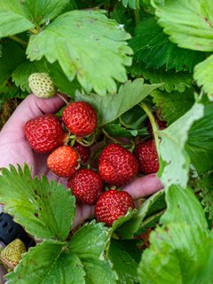 June-Bearing Strawberry, Picking Strawberries
Shutterstock.com
New York, NY