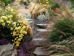 Ornamental Grass
Garden Diva Designs
Hillsboro, OR