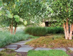 Ornamental Grass
Jonathan Alderson Landscape Architects Inc.
Wayne, PA