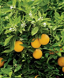 Sea and Stone: A Croatian Island Garden, Slide Show
Rees Roberts + Partners
New York, NY