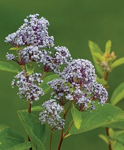 <em>Ceanothus arboreus</em> (feltleaf ceanothus or tree lilac)