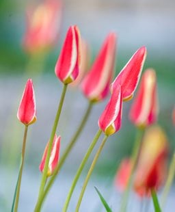 Lady tulip (<em>Tulipa clusiana</em> ‘Lady Jane’)