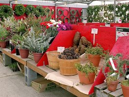 Winter Gardening: Tips for Creating a Gorgeous Winter Garden | Garden