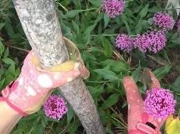 8 Tools For The Beginner Gardener 
"Dream Team's" Portland Garden
Garden Design
Calimesa, CA