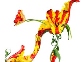 Shoe Fleur
Garden Design
Calimesa, CA