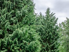 Alaska Cedar Tree, Callitropsis Nootkatensis
Shutterstock.com
New York, NY