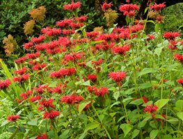 Bee Balm Plants, Native Garden Plants
Garden Design
Calimesa, CA