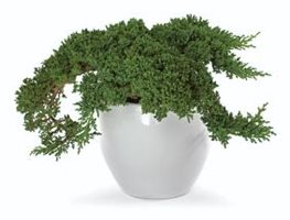 Juniperus procumbens 'Nana'