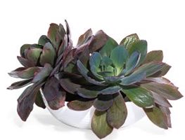 Echeveria 'Afterglow'