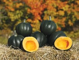 Garden Design
Calimesa, CA