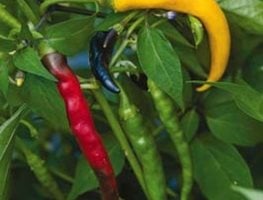 Garden Design
Calimesa, CA