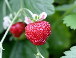 Garden Design
Calimesa, CA