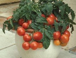 Garden Design
Calimesa, CA