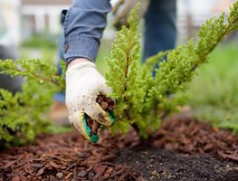Gardener Adding Mulch
Shutterstock.com
New York, NY
