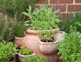 Herb Garden Pot, Growing Herbs, Kitchen Herb Garden
Shutterstock.com
New York, NY