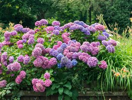 Hydrangea, Color, Pink, Purple, Blue
Alamy Stock Photo
Brooklyn, NY