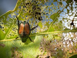 Japanese Beetle, Popillia Japonica, Japanese Beetle Feeding
Shutterstock.com
New York, NY