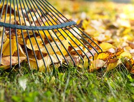 Leaves, Rake, Fall
Shutterstock.com
New York, NY
