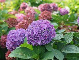 Let's Dance Arriba Hydrangea, Mophead Hydrangea Flower
Proven Winners
Sycamore, IL