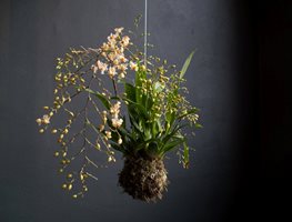 Orchid
Garden Design
Calimesa, CA