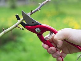 Rose, Pruning, Shears, Secateurs
Dreamstime