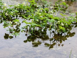 Strawberries In Flooded Garden, Flooded Garden
Shutterstock.com
New York, NY