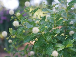 Sugar Shack Buttonbush, Pollinator Shrub
Proven Winners
Sycamore, IL