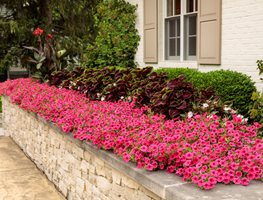 Supertunia Vista Paradise, Pink Petunias In Planter
Proven Winners
Sycamore, IL