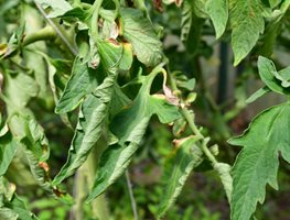 Tomato Leaves Curling
Shutterstock.com
New York, NY