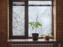 Winter Windowsill With Plants
Shutterstock.com
New York, NY