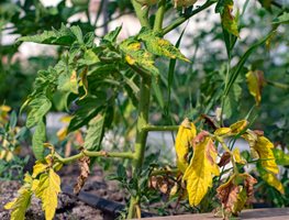 Yellow Leaves, Tomato Plant
Shutterstock.com
New York, NY