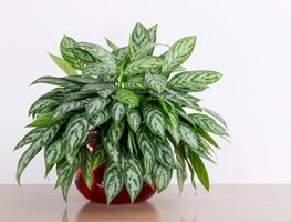 Chinese Evergreen Plant, Aglaonema 
Shutterstock.com
New York, NY