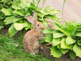 Rabbit And Hosta Plants
Shutterstock.com
New York, NY