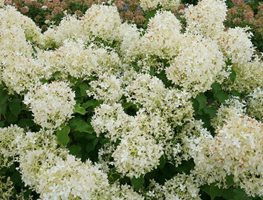 Puffer Fish Hydrangea, Hydrangea Paniculata
Proven Winners
Sycamore, IL