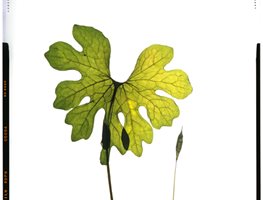 Honour Hiers Photography
Garden Design
Calimesa, CA