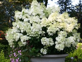 Bobo Hydrangea, Hydrangea Paniculata, White Hydrangea
Proven Winners
Sycamore, IL