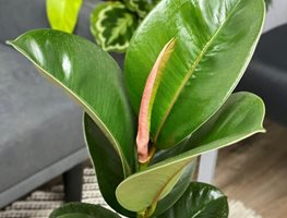 Chroma Chloe Rubber Plant, Ficus Elastica
Proven Winners
Sycamore, IL