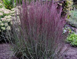 Blue Paradise Schizachyrium, Little Bluestem
Proven Winners
Sycamore, IL