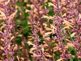 Meant To Bee Queen Nectarine Agastache, Anise Hyssop
Proven Winners
Sycamore, IL