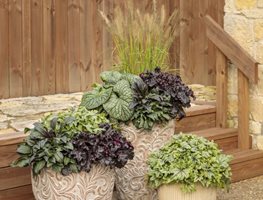 Perennial Plants In Containers
Proven Winners
Sycamore, IL