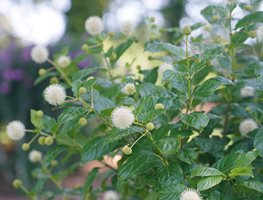 Sugar Shack Buttonbush, Pollinator Shrub
Proven Winners
Sycamore, IL